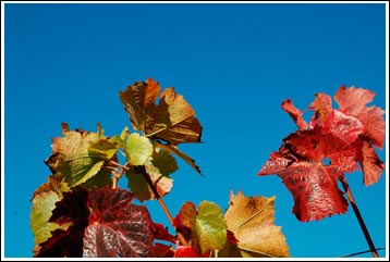 Weinblätter im Herbst