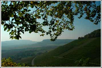 Blick auf die Gündelbacher Weinberge