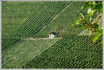 Weinberge in Gündelbach