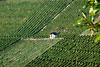 Weinberge in Gündelbach