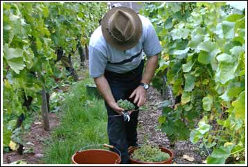 Helmut Schillinger bei der Weinlese